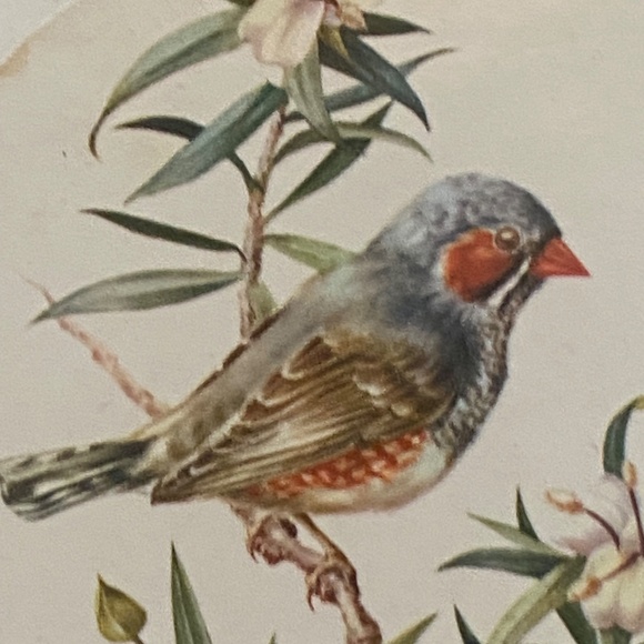 Vintage English cork bottom coaster with a bird theme, 12 pcs - Picture 12 of 16